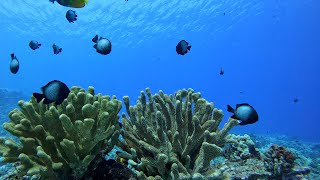 Scuba Dive Molokini Crater Backwall Shark Encounter [upl. by Farris689]