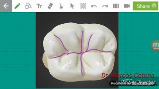 Anatomia Dentaria [upl. by Walling260]