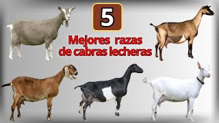 Las 5 razas de cabras lecheras mas conocidas en el mundo [upl. by Aznarepse974]