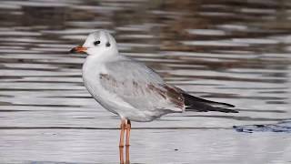 Skrattmås Blackheaded gull Chroicocephalus ridibundus Västerås Sweden [upl. by Yared]