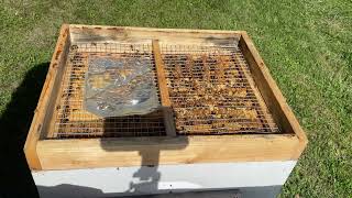 Adding HiveAlive EZ feed syrup bags to my hives [upl. by Phelan]