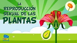 LA REPRODUCCIÓN SEXUAL DE LAS PLANTAS Las partes de una flor  Vídeos Educativos para Niños [upl. by Anwahsat]