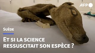 Ressusciter le tigre de Tasmanie  Des scientifiques récupèrent lARN dune espèce éteinte  AFP [upl. by Herbie487]