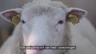 Innovationsstödet EIPAgri exempel på projekt [upl. by Kcirednek581]