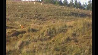 Hunting and Shooting a Red Deer Stag in Donegal Ireland [upl. by Blaine365]