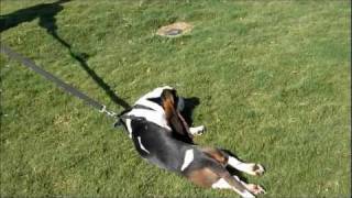 Lazy Basset Hound [upl. by Annayi]