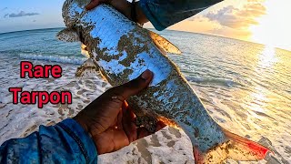 Rare Red Finned Tarpon amp My PB Crevalle Jack  St Croix USVI 🇻🇮🎣 [upl. by Seel428]