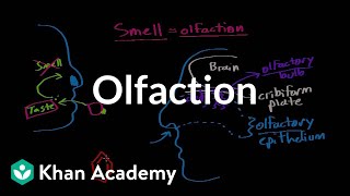 Olfaction  structure and function  Processing the Environment  MCAT  Khan Academy [upl. by Leanard244]