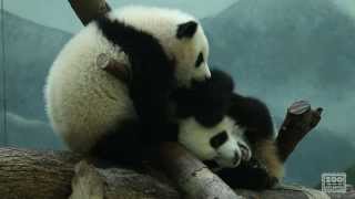 The Giant Panda Cubs Discover Biscuits [upl. by Demaggio469]