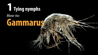 How to • Fly tying • Gammarus • fishing tips [upl. by Hare]