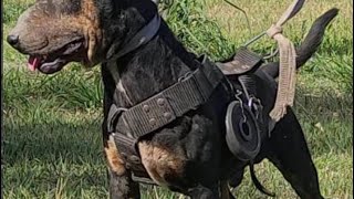 Working Bull Terrier  Video of support to our friend Cergio Morfil Argentina [upl. by Elohcim]