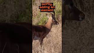 The Stunning Speed of a Gazelle  The Wild Animal Facts [upl. by Enyrb]