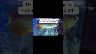 Giant Asian Arowana at my grandparents house aquariumdragonfish [upl. by Ueihttam397]