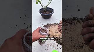 Fertilizing Old Rose Plant for Abundant Flowers rosy gulab compost plants flower flowering [upl. by Tsirhc]