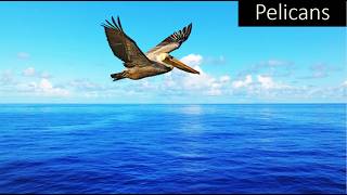 Pelican facts [upl. by Nodnar]