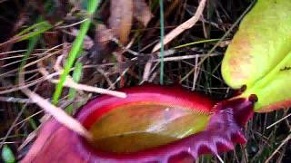 Nepenthes rajah Mt Kinabalu [upl. by Nawk]