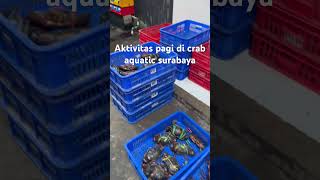 Aktivitas pagi di crab Aquatic crabhouse kepiting budidayakepiting rumahkepiting [upl. by Nadnerb]