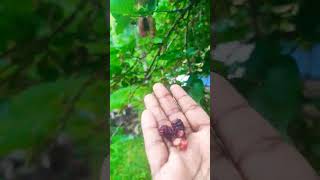 Forest mulberi തോട്ടത്തിൽ ആണ് guys fruits music ytshorts 😋😋 [upl. by Inaffets]