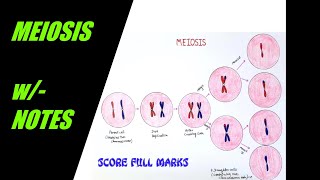 How to draw easily MEIOSIS  CELL DIVISION  wNOTES  BIOLOGY SCIENCE  Step by step  EASY [upl. by Brien]