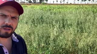 Plantas de cobertura no Cerrado Mineiro [upl. by Meier]