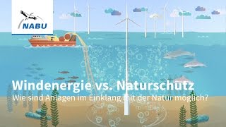 Windenergie vs Naturschutz  wie geht naturverträgliche Windkraft [upl. by Watkin]