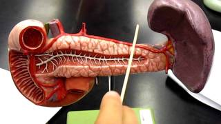 Pancreas Model JBEAN [upl. by Ecinom]