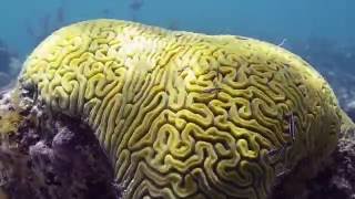 Providenciales Turks and Caicos Snorkelling [upl. by Aillimat]