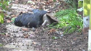 20160409 sperwer met kauw eurasian sparrowhawk with western jackdaw [upl. by Lorusso]