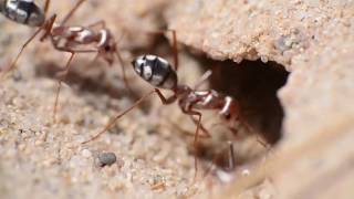 Cataglyphis bombycina saharan silver ant [upl. by Lisab]