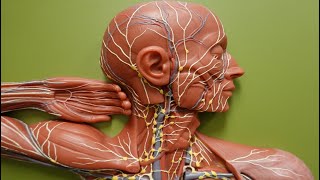 Lymph Flow through Lymphatic Trunks and Ducts [upl. by Fante164]