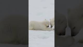 O MUNDO FASCINANTE DO URSO POLAR [upl. by Dawn978]