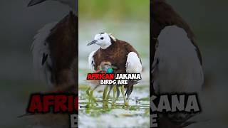 African Jacana Carrying Offspring and Unique Adaptation of Oversized Feet [upl. by Nyvek]