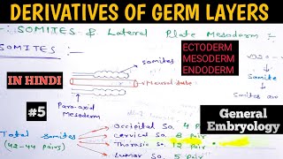 General Embryology  Derivatives of Germ Layers  Ectoderm Mesoderm and Endoderm derivatives [upl. by Remos784]