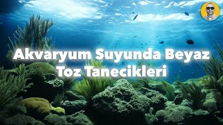 Akvaryum Suyunda Toz Tanecikleri [upl. by Alicia]