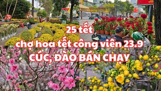 25 tết Chợ hoa tết công viên 239 quận 1 CÚC ĐÀO BÁN CHẠY Cây mai Đại Lộc ĐẸP 25 triệu đã có chủ [upl. by Solim]