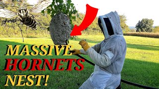 Massive Hornets Nest Removed From A Tree  Wasp Nest Removals [upl. by Bidget]