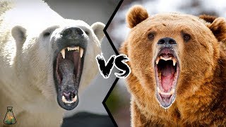 POLAR BEAR VS GRIZZLY BEAR  Who is stronger [upl. by Eatnuhs]