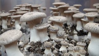 Commencer la culture de champignons  les semences  DIY [upl. by Aronaele267]