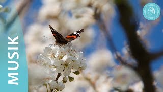 Die vier Elemente der Natur – Musik und Naturfotos von Bruno Gröning Freunden [upl. by Vicky]