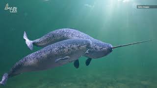 Rare Audio of Narwhal Buzzes Clicks and Whistles Captured [upl. by Eanahc]