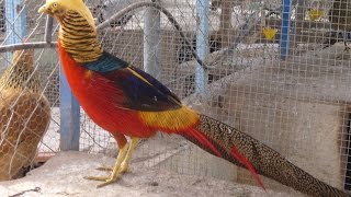 Recorrido por un Criadero de Aves Faisán  TvAgro por Juan Gonzalo Angel [upl. by Harlie]