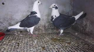 My new breeding homing pigeons [upl. by Ahsinit640]