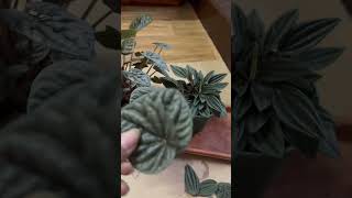 Peperomia Caperata in SoilPeperomia Propagation🌱peperomiapropagation shortsyoutubeshorts [upl. by Chenay921]