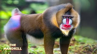 THE MANDRILL [upl. by Eelydnarb]