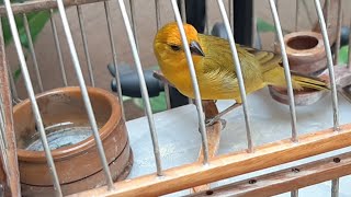 CANARIO CRIOLLO  SICALIS FLAVEOLA [upl. by Iong931]