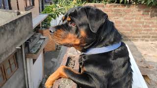 Dog Barking  Rottweiler aggression [upl. by Matteo53]