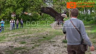 praktijkworkshop roofvogels fotograferen [upl. by Nyrahs]