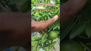 Punjab Kinnow Orange garden fruit [upl. by Olvan]