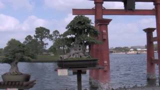 Bonsai  Epcot Flower and Garden Show 2011 Display [upl. by Deryl]