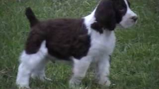 English Springer Spaniel Puppies 7 weeks Small Version [upl. by Sorenson806]